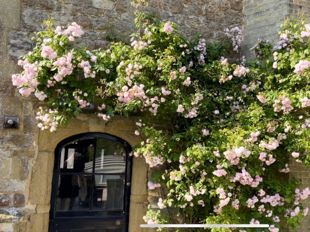 Climbing rose garden maintenance in Riverhead, Sevenoaks
