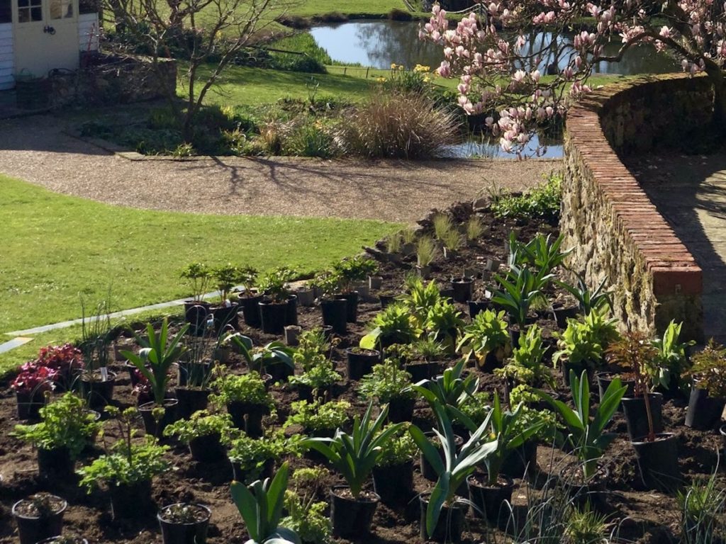 new plantings in Toys Hill, Westerham