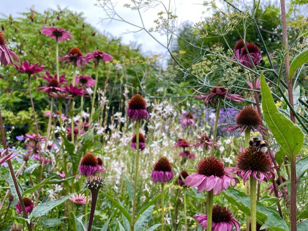 Perennial planting in Sevenoaks Garden