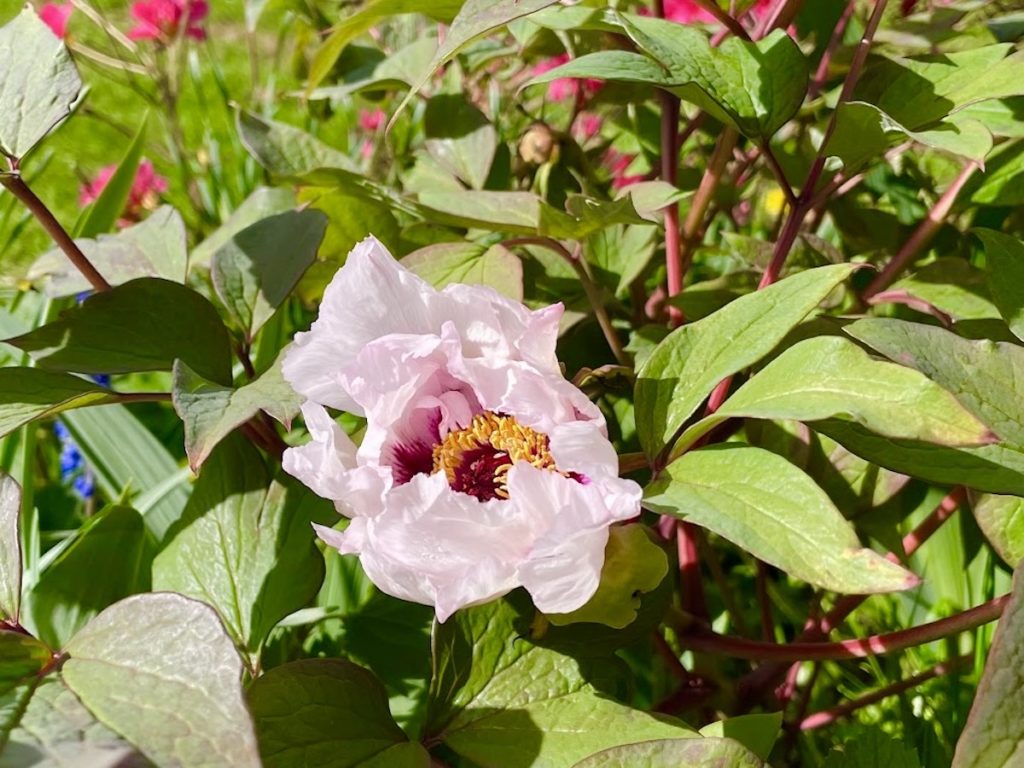 Tree peony in Leigh, Sevenoaks